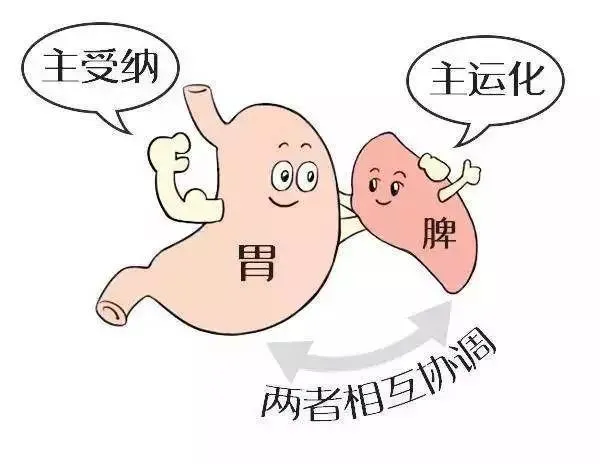 中医认为,脾和胃实际不是一回事,胃是主受纳的,脾是主运化的,胃在上面